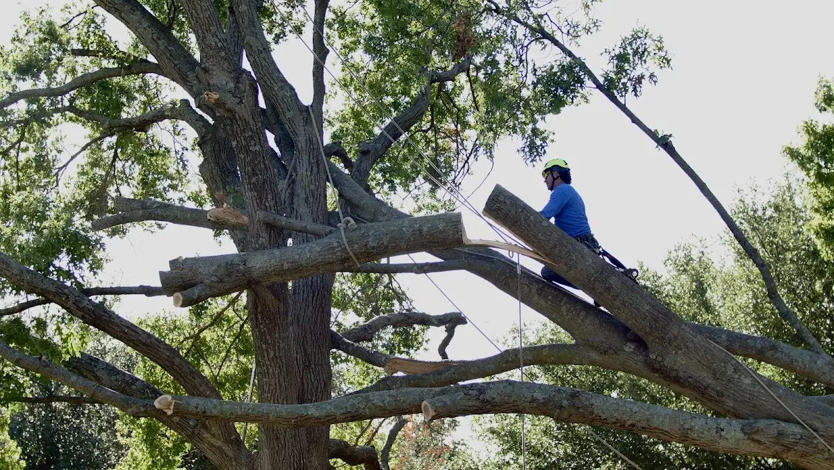 Professional Crown Thinning performed by certified arborists in De Soto