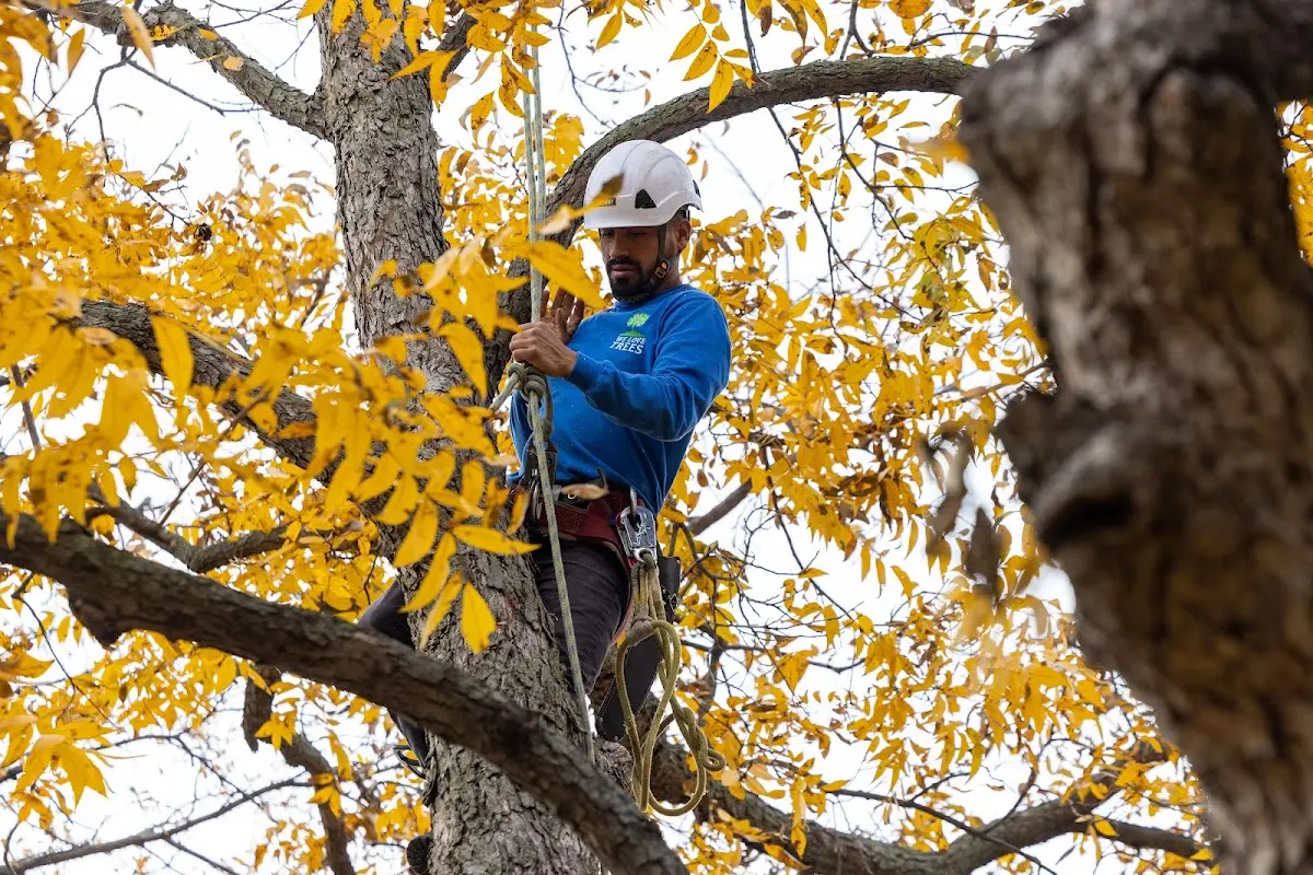 Skilled Tree Pruning crew working in De Soto