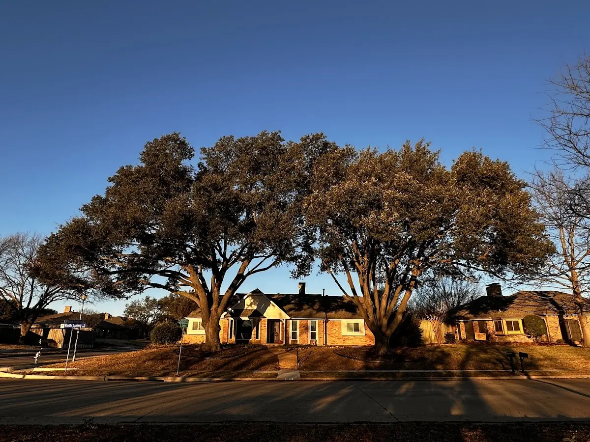 Established residential canopy tree shading a home in De Soto